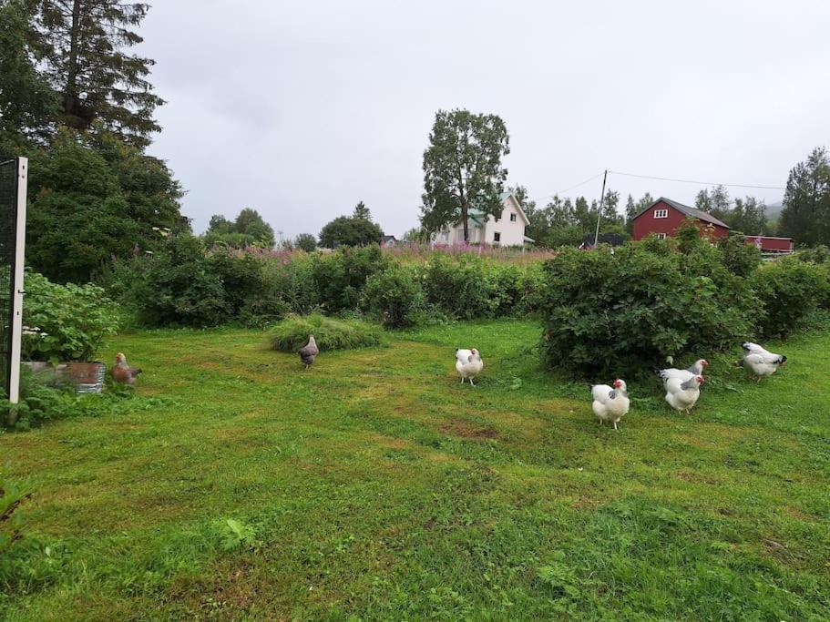Privat Leilighet Pa Gard Med Badstue Og Nordlys Narvik Exterior photo